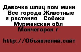 Девочка шпиц пом мини - Все города Животные и растения » Собаки   . Мурманская обл.,Мончегорск г.